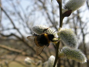 22nd Mar 2015 - Bumble bee