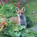  Fox by susiemc