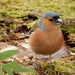 mr chaffinch by pinkpaintpot