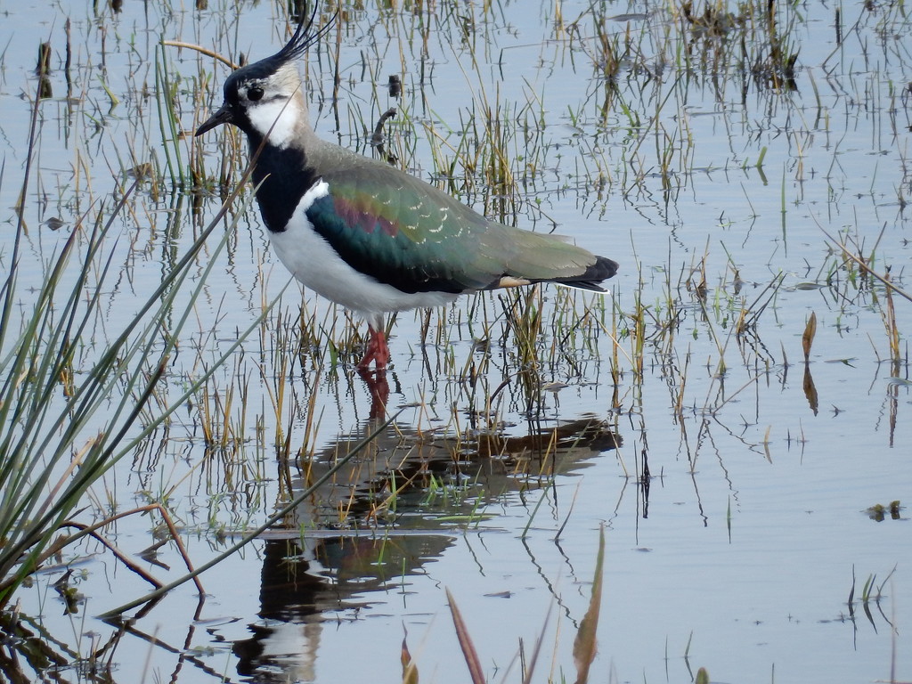 lapwing by pinkpaintpot