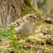 a lady chaffinch by pinkpaintpot