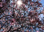 3rd Apr 2015 - The Pink Magnolia Tree