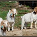 Three Billy Goats Gruff! by essiesue