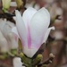 4 April 2015 Magnolia soulangeana, beauty in my garden on a gloomy day by lavenderhouse