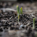 Sign that spring it really, truly on the way by meemakelley