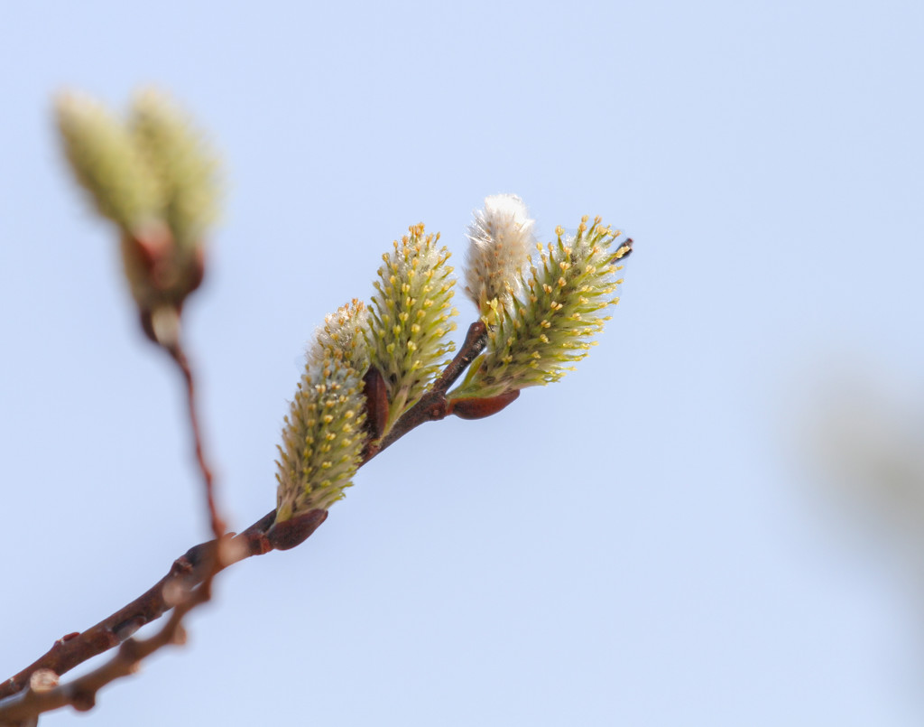 Emerging Catkins by tosee