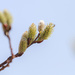 Emerging Catkins by tosee