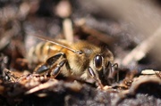 4th Apr 2015 - Honeybee
