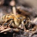 Honeybee by sarahlh