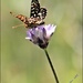Butterfly  by flygirl
