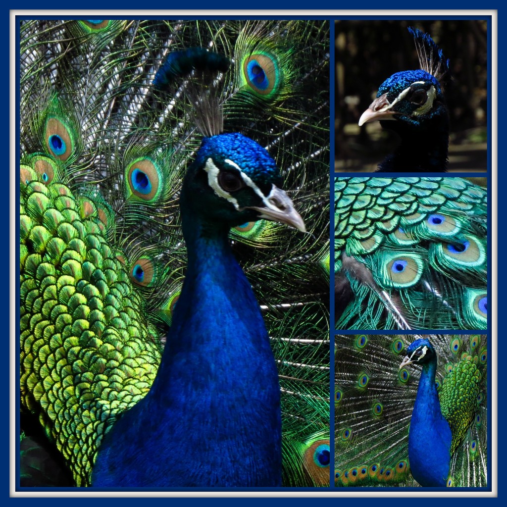 Up Close with the Peacock by milaniet