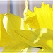 Daffodil Joy by olivetreeann