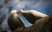 5th Apr 2015 - This is how birds kiss