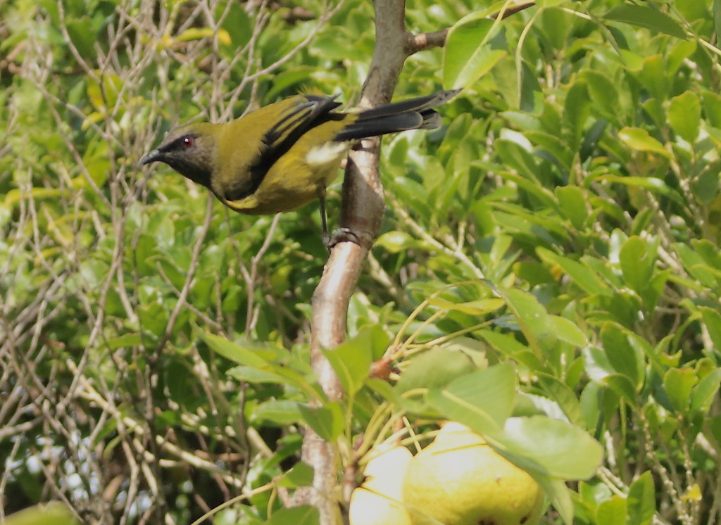 Bellbird in a pear tree by kiwinanna