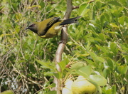4th Apr 2015 - Bellbird in a pear tree