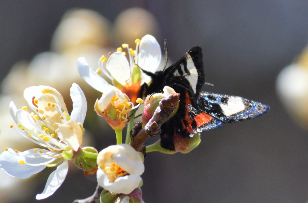 Spring Wings by kareenking