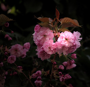 3rd Apr 2015 - Pink Bouquet