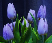 4th Apr 2015 - Tulips......