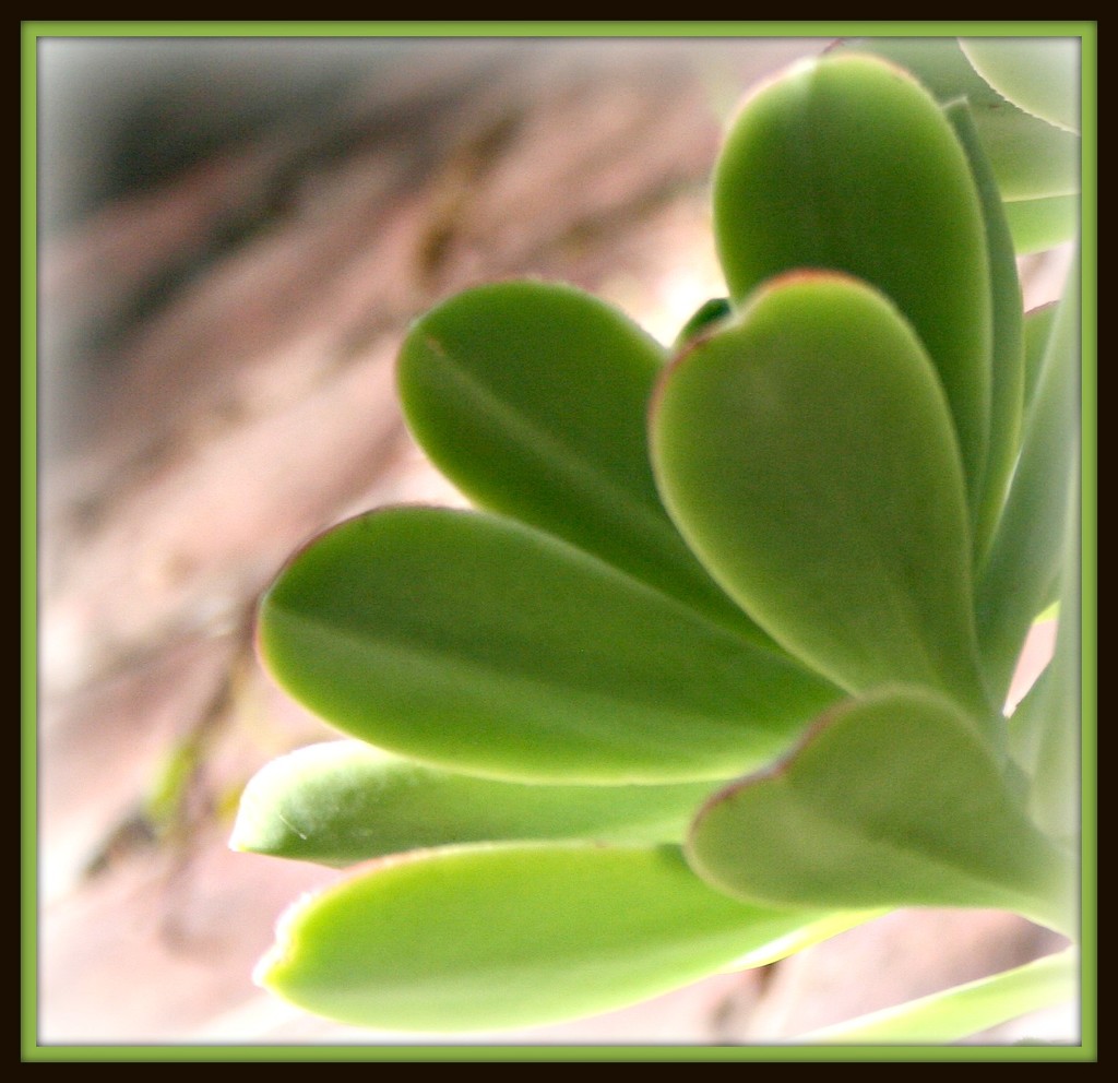 succulent  by cruiser