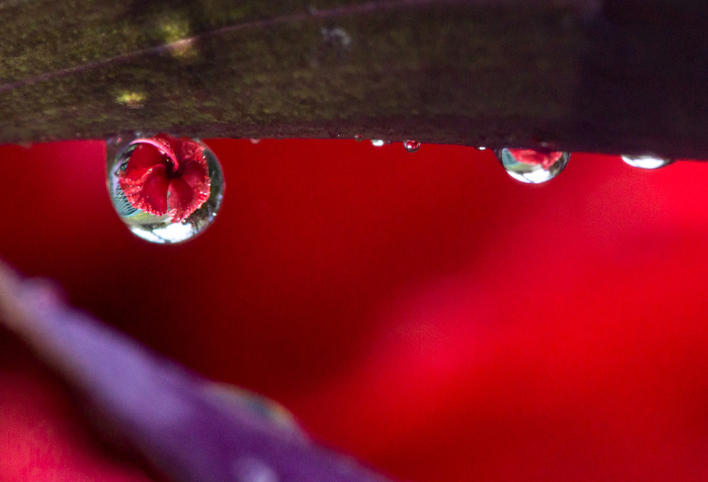 Hibiscus refraction by bella_ss