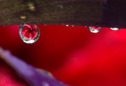 5th Apr 2015 - Hibiscus refraction
