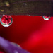 Hibiscus refraction by bella_ss