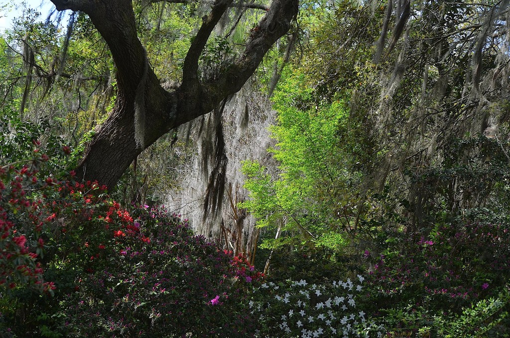 Magnolia Gardens, Charleston, SC, Spring 2015 by congaree