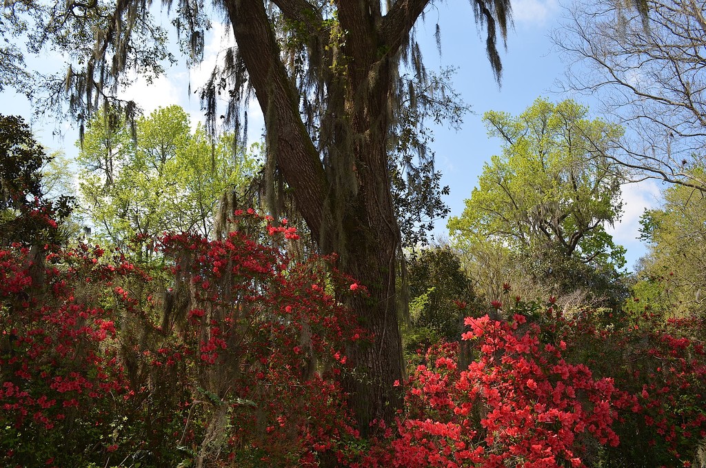 Magnolia Gardens, Charleston, SC, Spring 2015 by congaree
