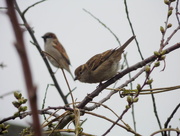 4th Apr 2015 - Sparrows