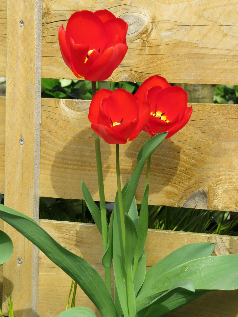 Three Tulips by seattlite
