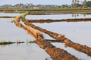 5th Apr 2015 - Freshly tilled and flooded rice paddy