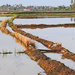 Freshly tilled and flooded rice paddy by ianjb21