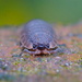 WOODLOUSE - NOSE TO NOSE by markp