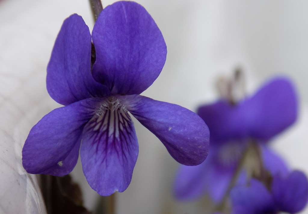 Violets by flowerfairyann