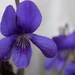 Violets by flowerfairyann