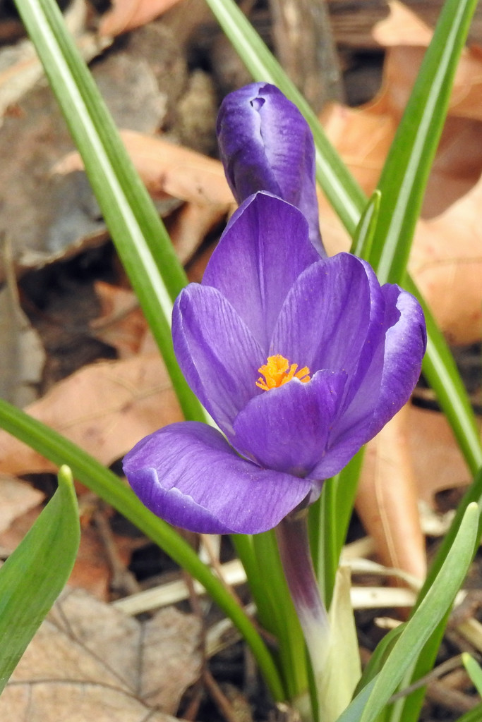 Crocus Sideview by rminer