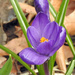 Crocus Sideview by rminer