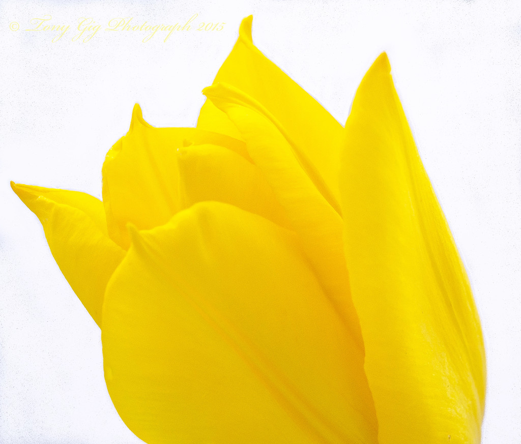 Tulip by tonygig
