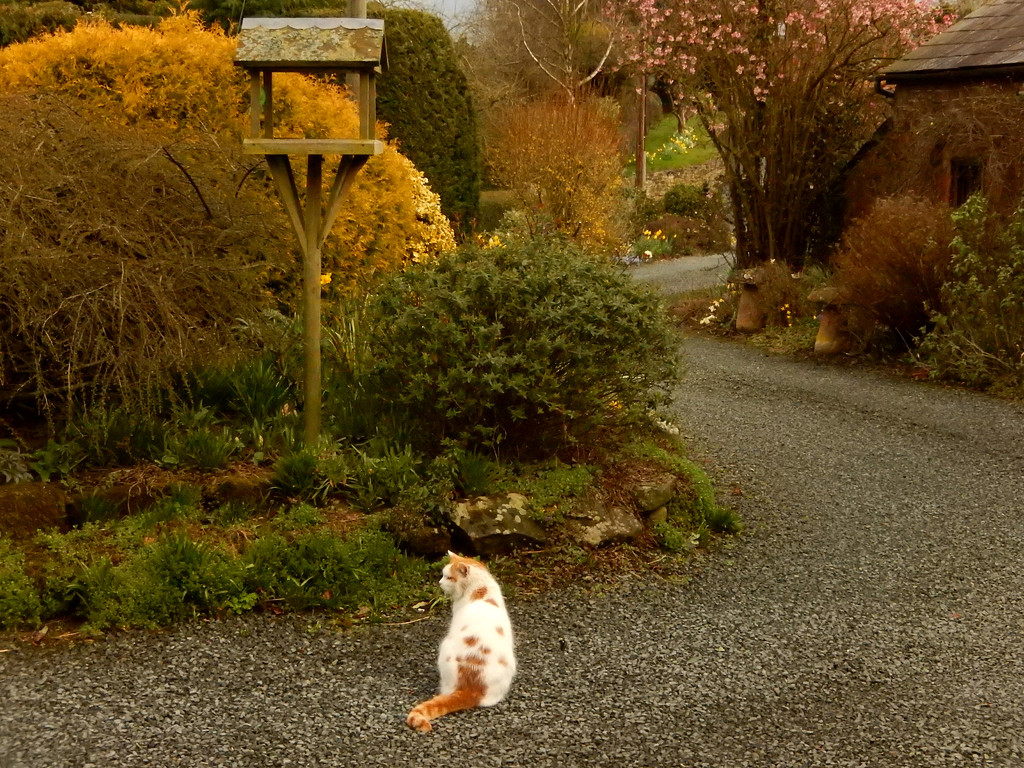 No wonder there are no birds on the bird table! by snowy