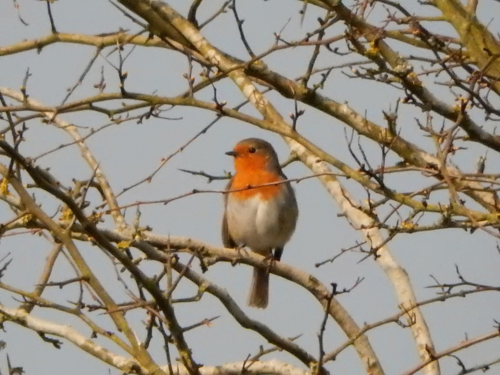 Robin singing in the sunshine by snowy