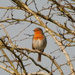 Robin singing in the sunshine by snowy