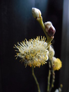 2nd Apr 2015 - Pussy willow 