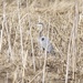 I Spy a Great Blue Heron by frantackaberry