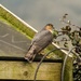 Sparrow hawk by barrowlane