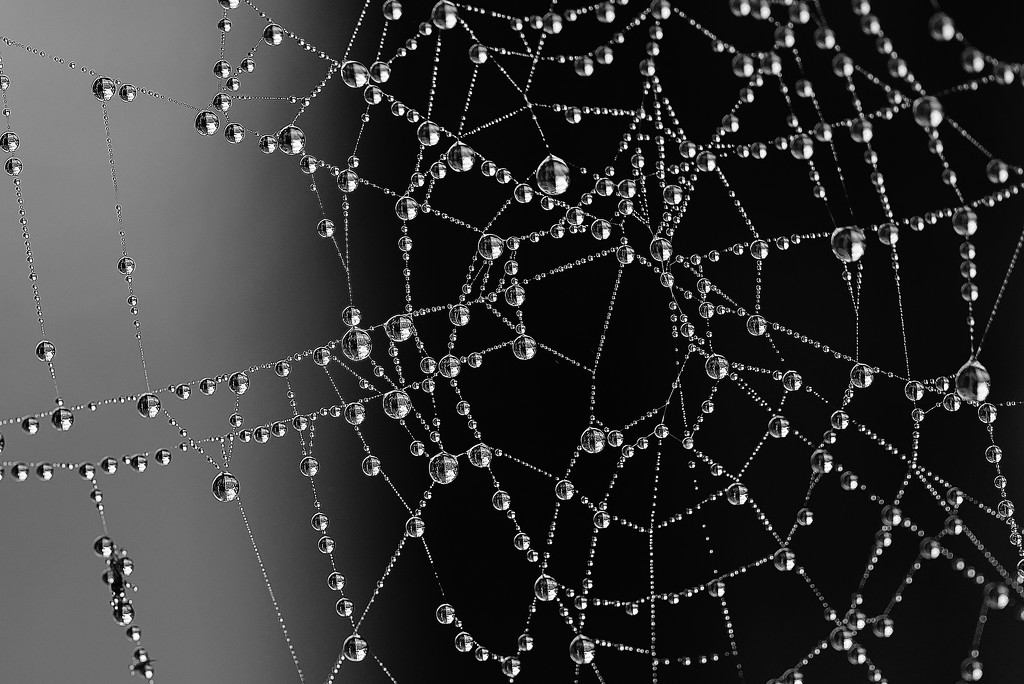 Tangled Web ..... (For Me) by motherjane