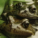 Frogs  by phil_howcroft
