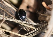 5th Apr 2015 - Beetle