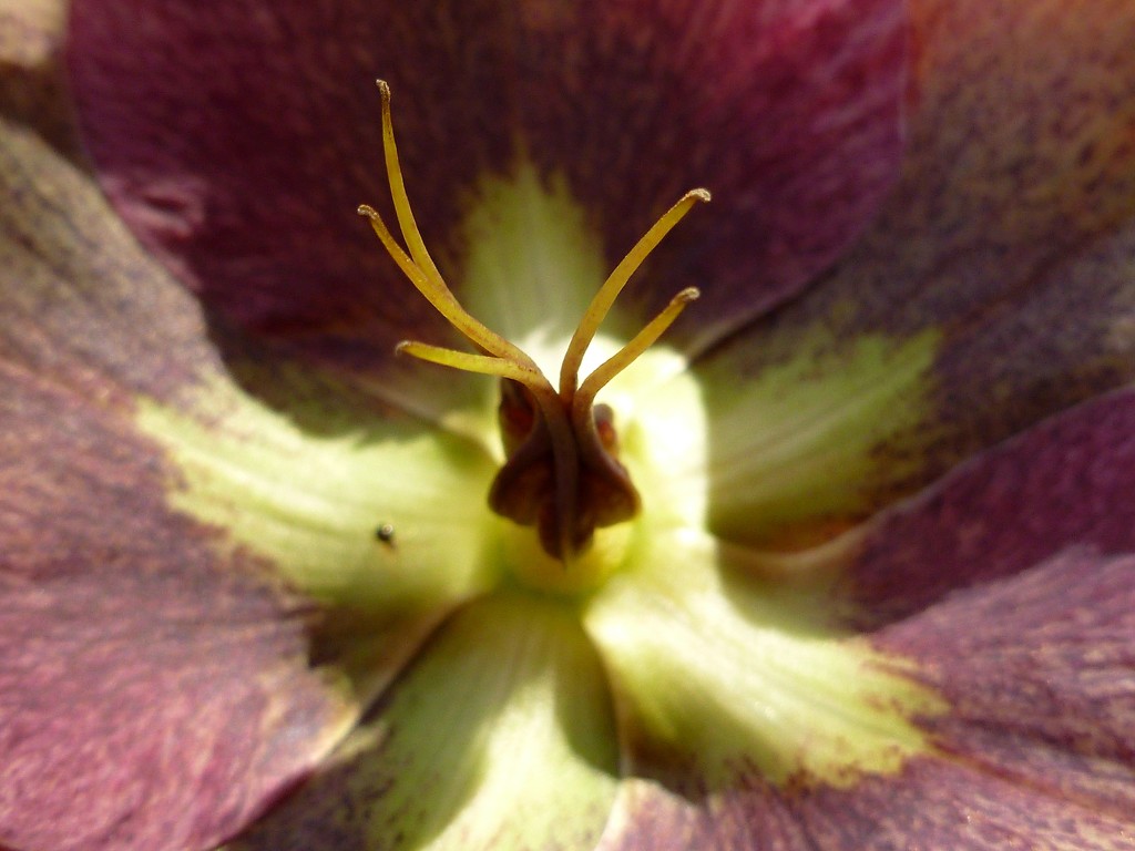 Helleborus purpurascens by gabis
