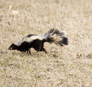 29th Mar 2015 - Skunk on the Move