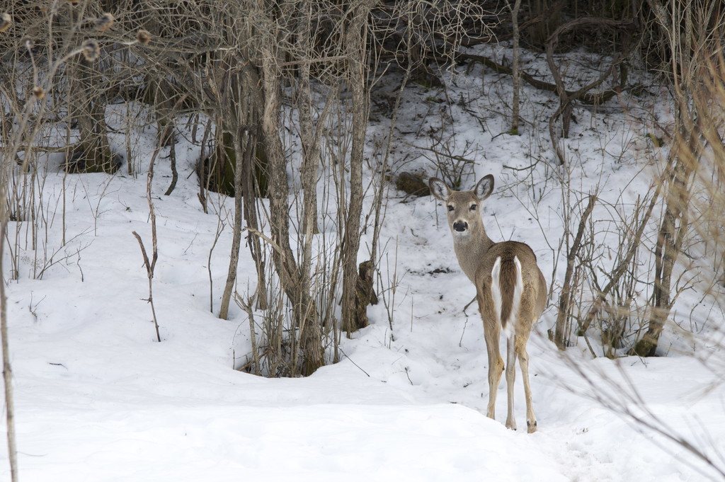 White-Tailed Deer  by frantackaberry